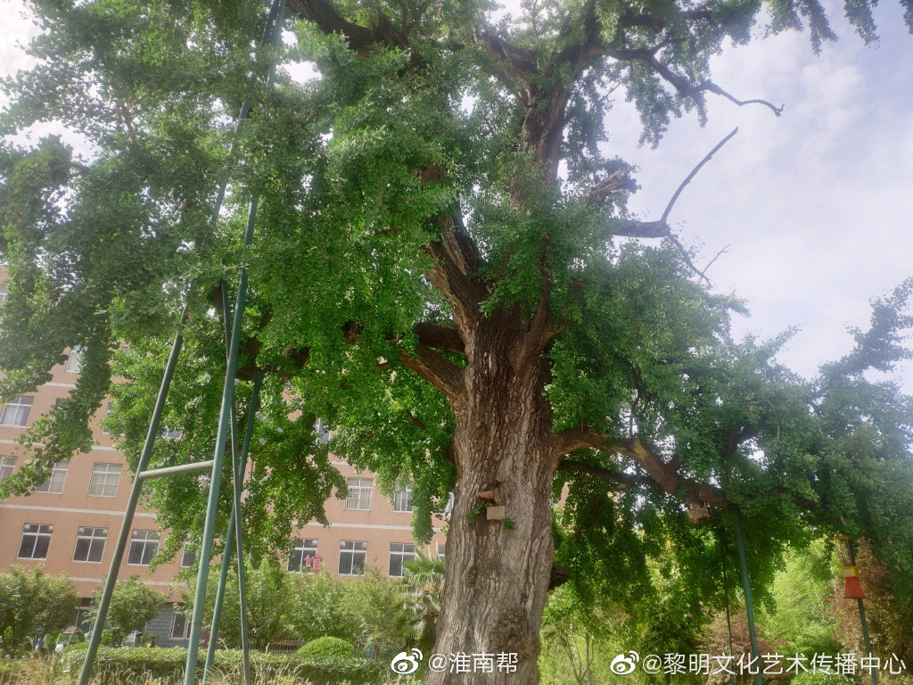 图说淮南——凤台一中校内千年古银杏树