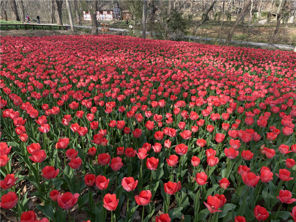 图说淮南——八公山郁金香花海