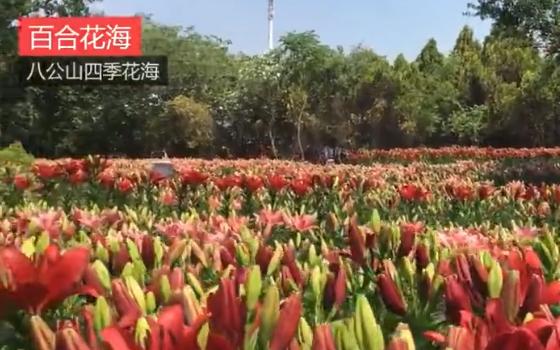 八公山风景区“四季花海”