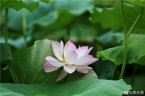 【图说淮南】——夏日赏荷花