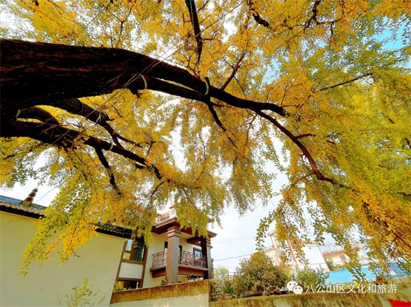 【图说淮南】—— 闪冲千年银杏叶渐黄，最佳赏景时节将至