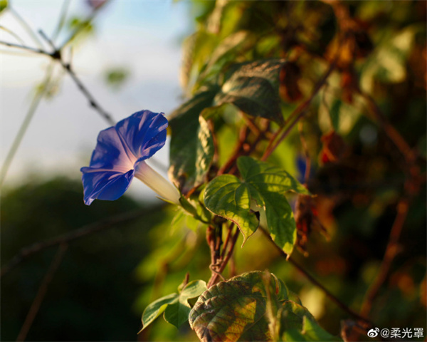 【图说淮南】——淮南的牵牛蔓碧花