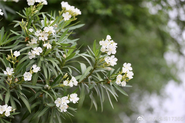 【图说淮南】——记录麦收季节