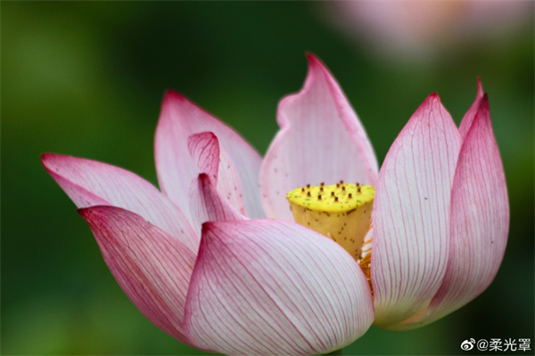 【图说淮南】——一朵芙蕖，开过尚盈盈