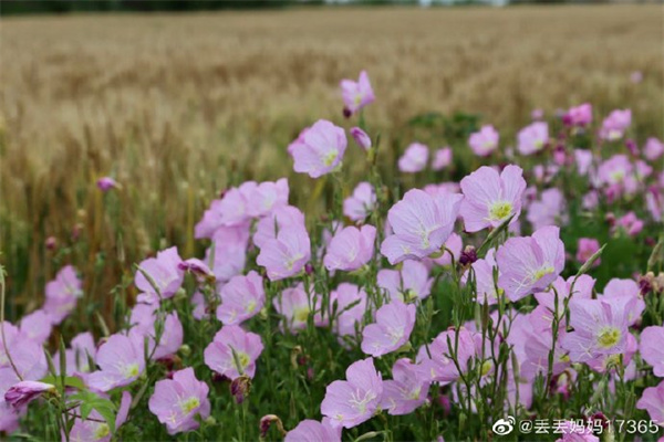 【图说淮南】——公园里的花花草草 