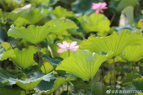 【图说淮南】——秋日荷花