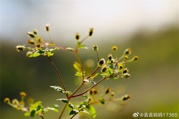 【图说淮南】——秋日阳光