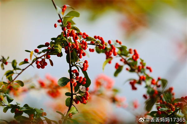 【图说淮南】——浅冬景色