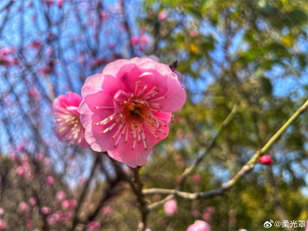 【图说淮南】——春暖花香  ​​​