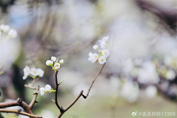 【图说淮南】——春雨绵绵