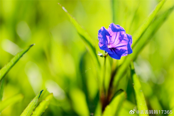 【图说淮南】——公园的花儿