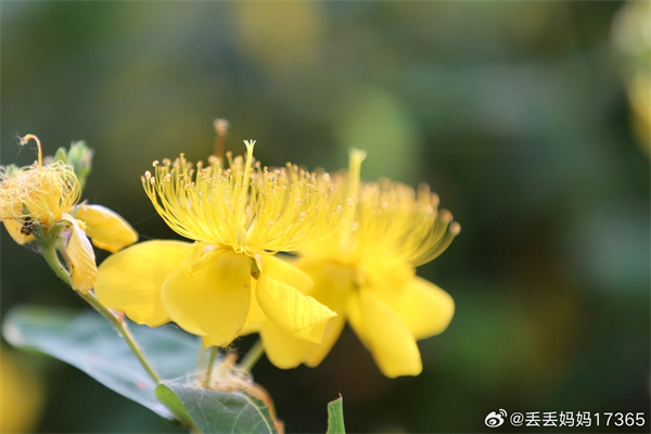 【图说淮南】——晨光中的金丝桃