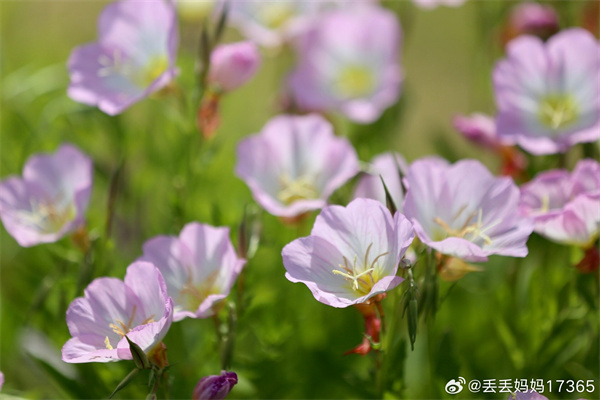【图说淮南】——美丽月见草