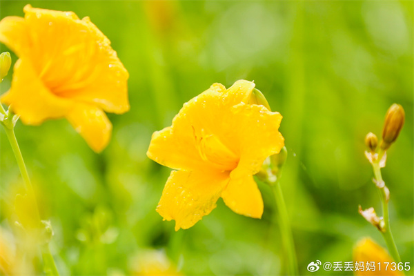 【图说淮南】——人民公园夏景