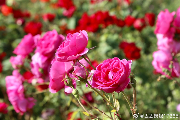 【图说淮南】——一花一世界