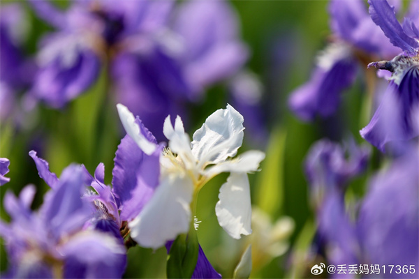 【图说淮南】——花花绿绿  ​​​