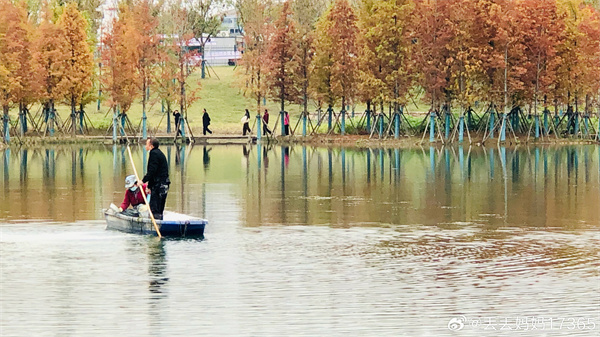 【图说淮南】——蝶拥飞花关不住，接天乔木映杉红