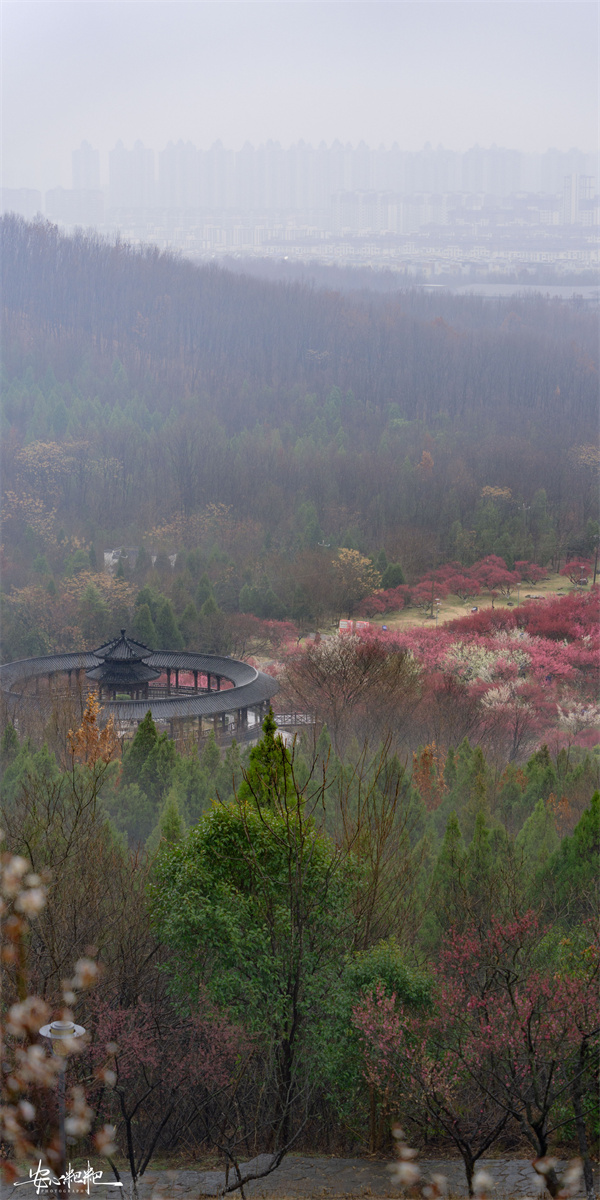 【图说淮南】——山南梅园 雨夹雪的三月三日