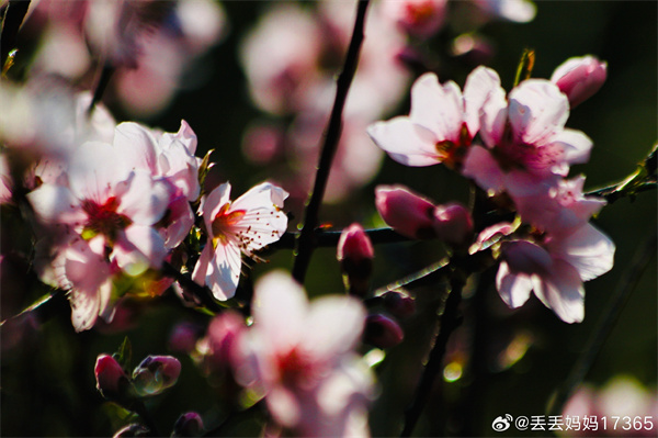 【图说淮南】——桃花依旧笑春风