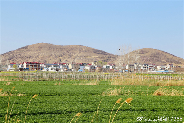 图说淮南——麦田