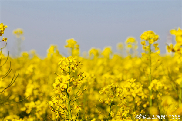 【图说淮南】——花海之约