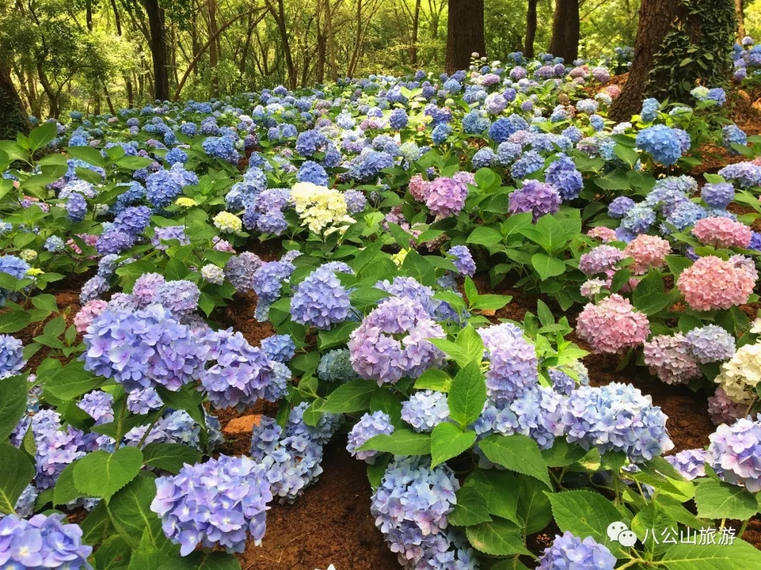 八公山地质公园八仙花花海