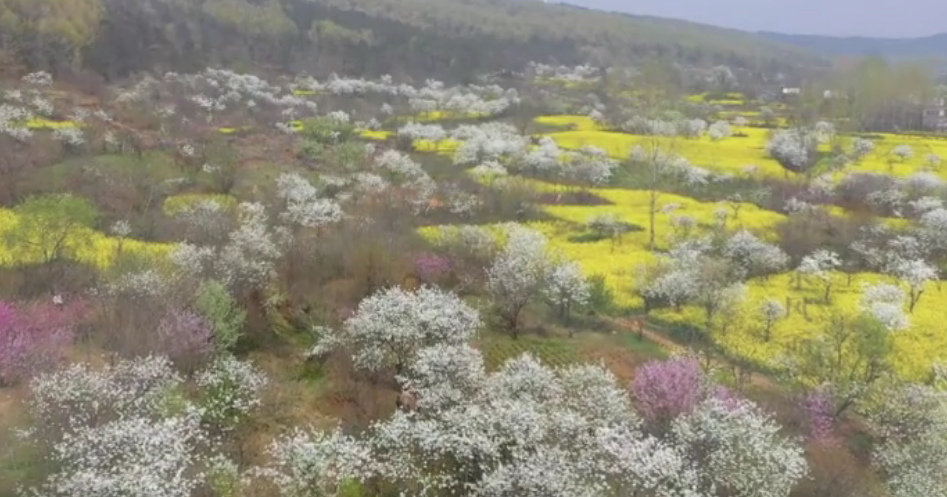 淮南八公山漫山花开