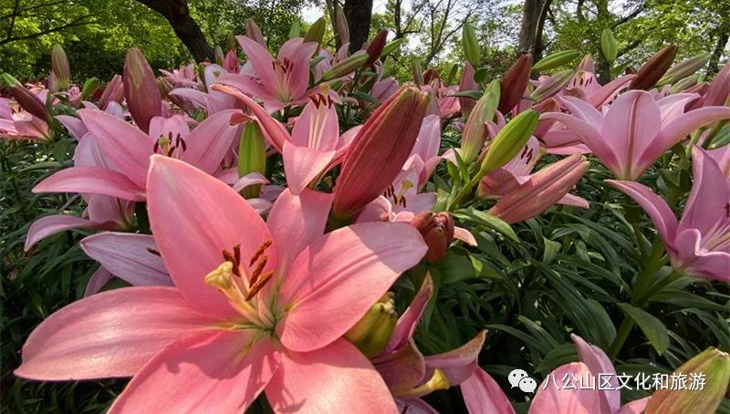 八公山百合花海