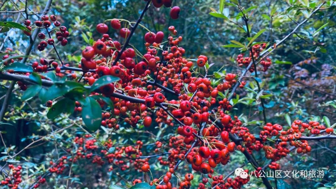 八公山偶遇“火把果”