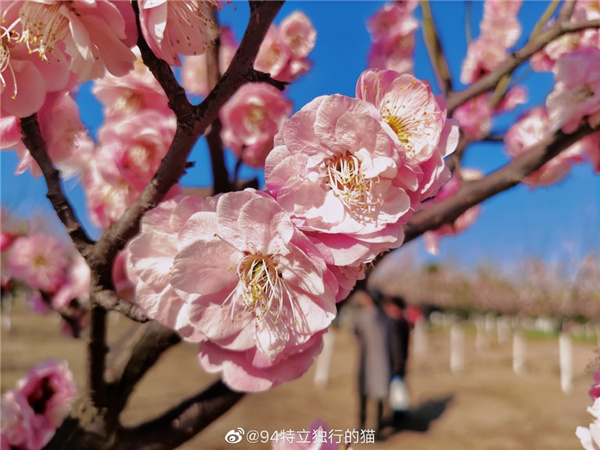 图说淮南——春光潋滟，如花似锦