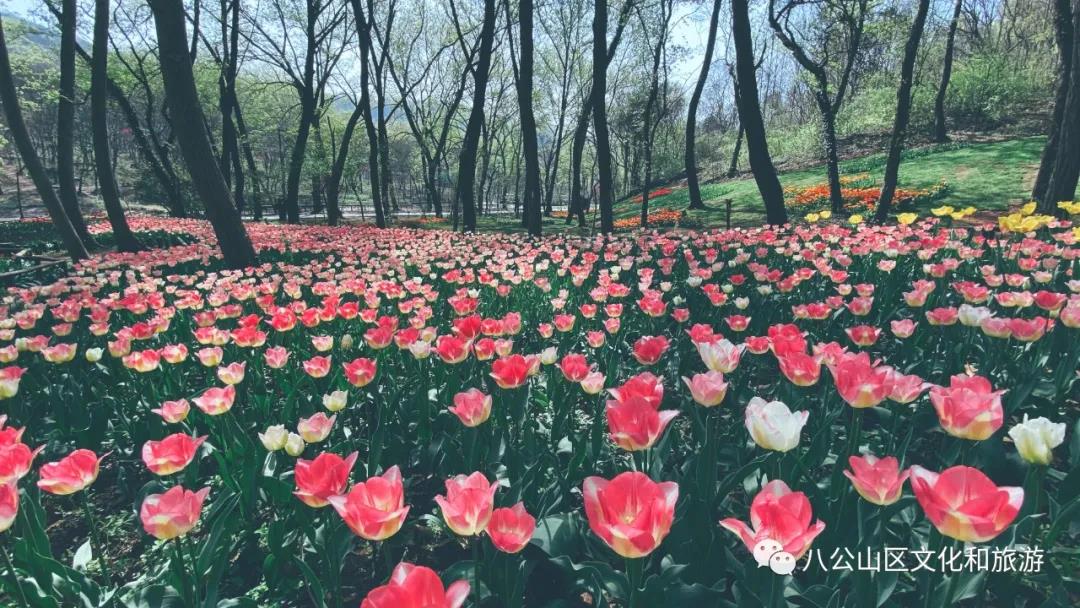 来八公山“郁”见最美花海~