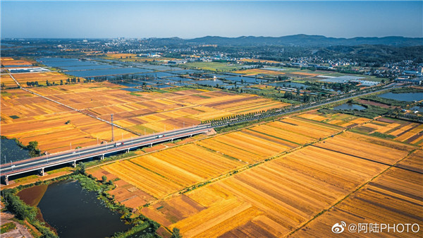 【图说淮南】——金色的原野 丰收的季节