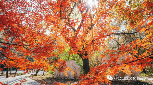 【图说淮南】——初冬的八公山，凭什么赢得大家的偏爱？