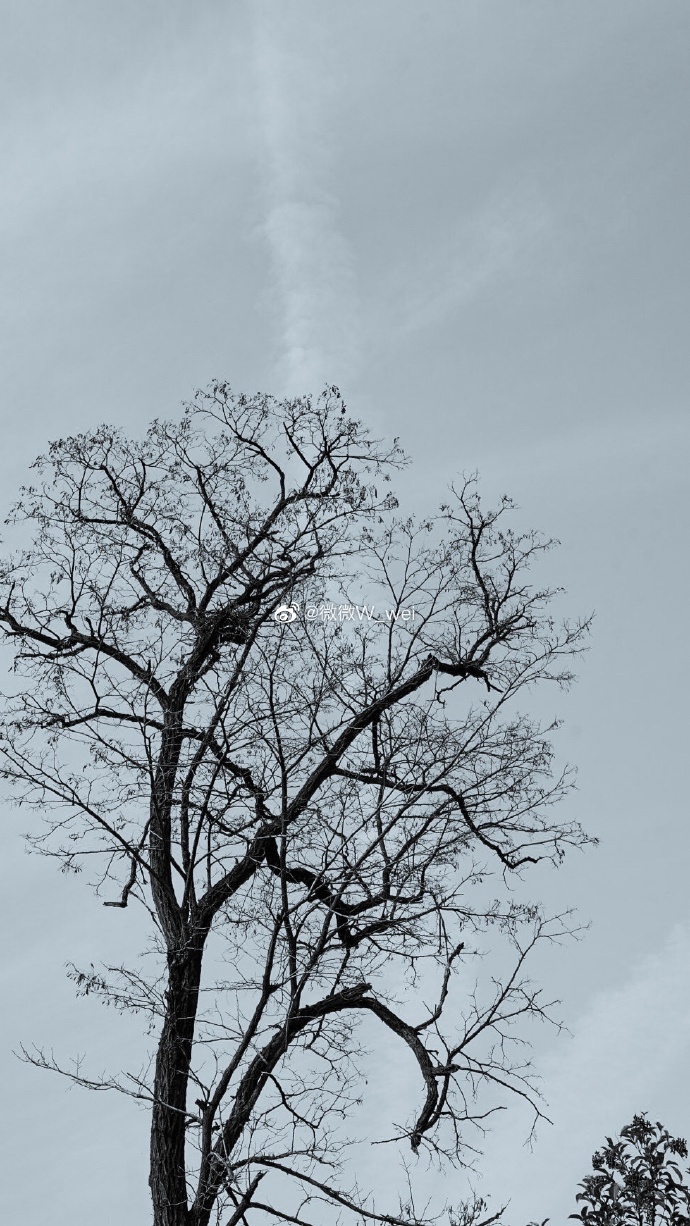 【图说淮南】——冬季孤独的树