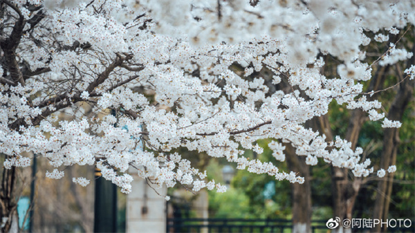 【图说淮南】——泉山湖樱花盛开