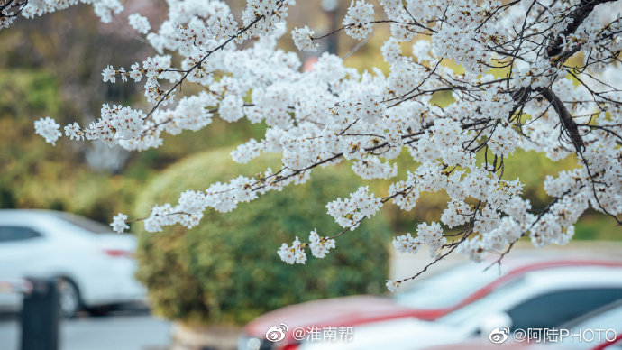 【图说淮南】——淮南的樱花开了！