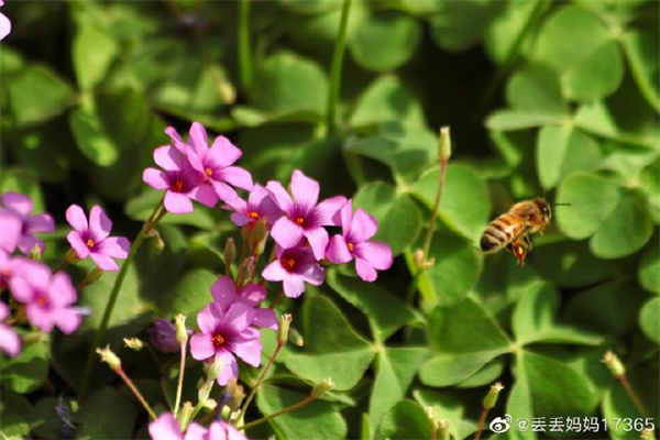 【图说淮南】——五月的花儿