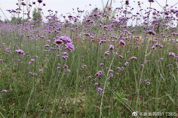 【图说淮南】——初夏的气息