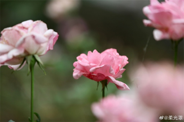 【图说淮南】——邂逅初夏的鲜花