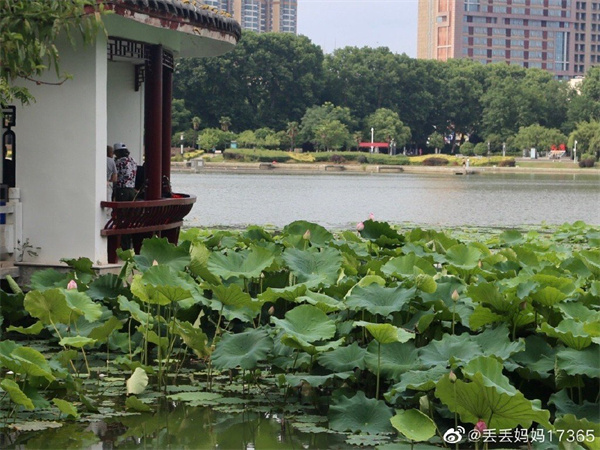 【图说淮南】——淮南夏季的龙湖公园