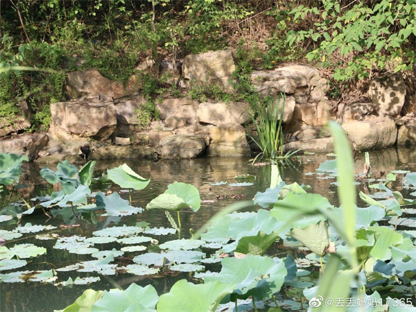 【图说淮南】——淮南龙湖公园的夏景是什么样的？