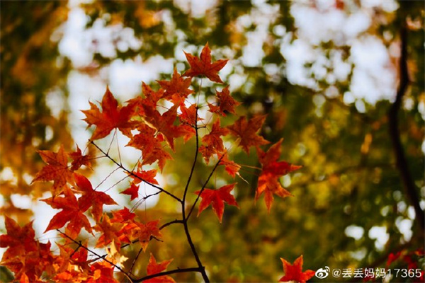 【图说淮南】—— 湿地公园观秋 