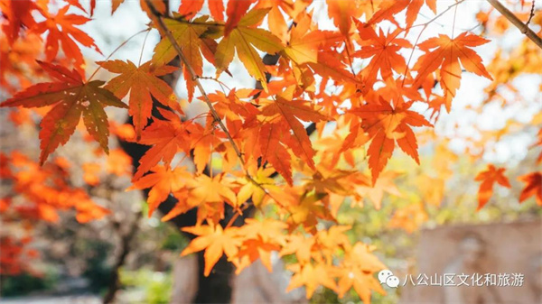 【图说淮南】——八公山风景区枫叶