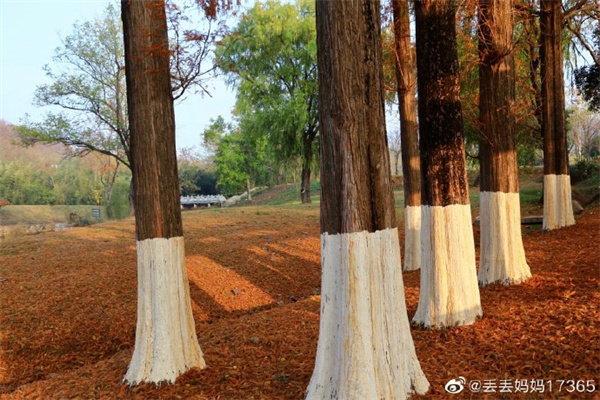【图说淮南】——上窑森林公园 ​​​​