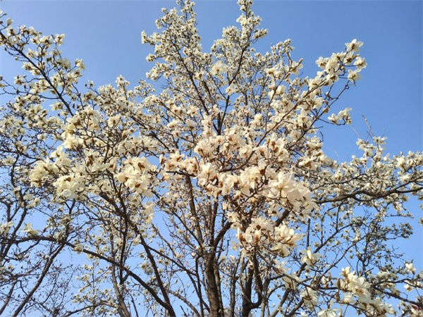 【图说淮南】——洞山宾馆玉兰花