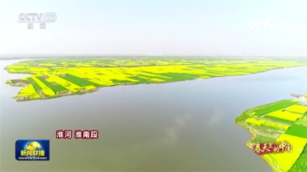 【图说淮南】——淮南这片花海登上央视《新闻联播》