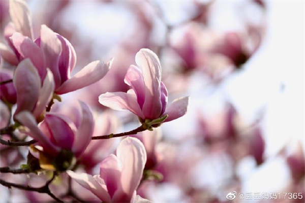 【图说淮南】——盛开的玉兰花