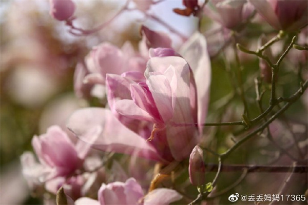 【图说淮南】——春意盎然