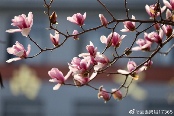 【图说淮南】——满园春色的淮南