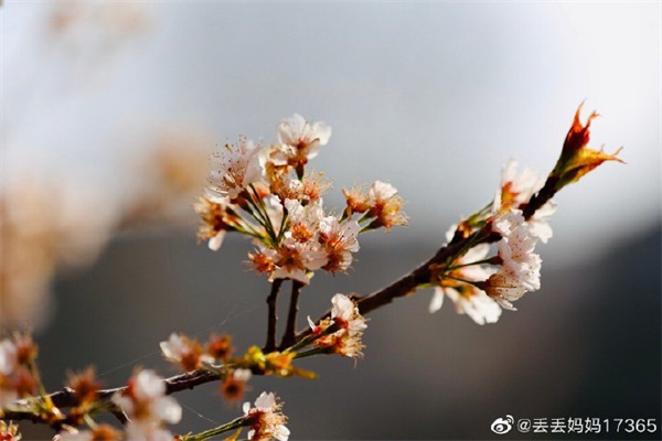 【图说淮南】——满园春色的淮南